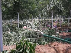 染井吉野櫻花發(fā)貨湖北黃石起苗現(xiàn)場(chǎng)