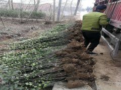 北海道黃楊發(fā)浙江杭州裝車現(xiàn)場(chǎng)