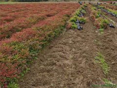 南天竹小苗發(fā)江西裝車現(xiàn)場(chǎng)