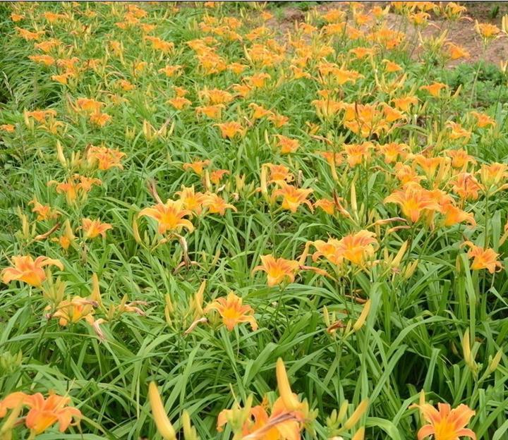 大花萱草什么時候栽種？大花萱草與黃花菜有哪些區(qū)別