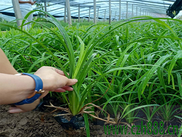 大花萱草如何養(yǎng)才好？培育大花萱草的注意事項(xiàng)介紹