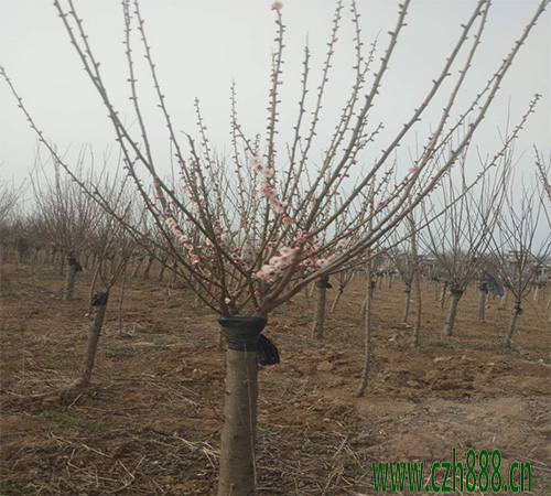 紅梅花的養殖方法介紹