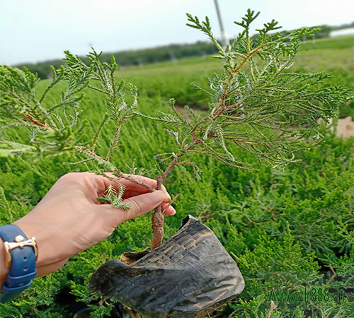 小龍柏的植物學特征是什么？ 小龍柏的主要用途有哪些？
