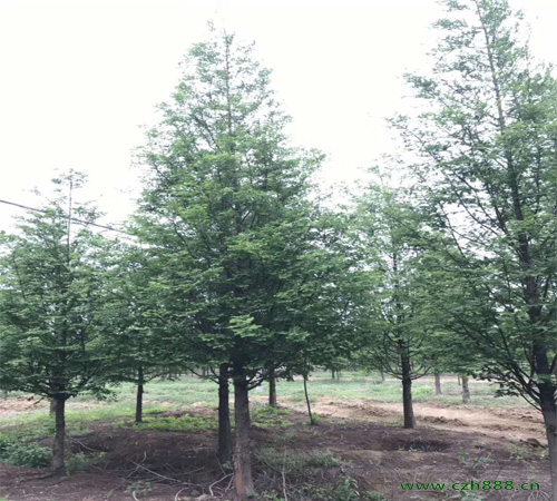 水杉是什么種類的喬木？水杉盆景如何管理？