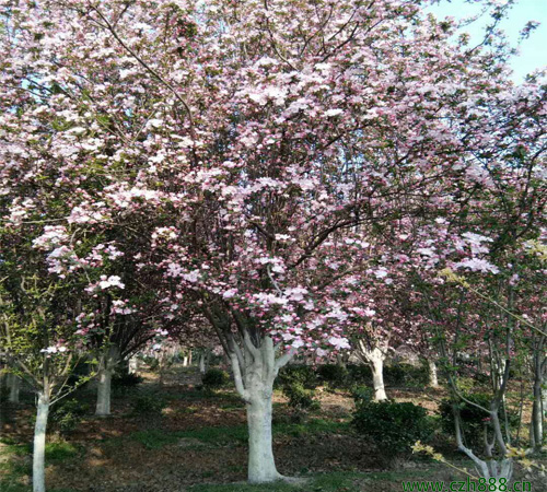 西府海棠栽培方法 西府海棠栽培管理辦法