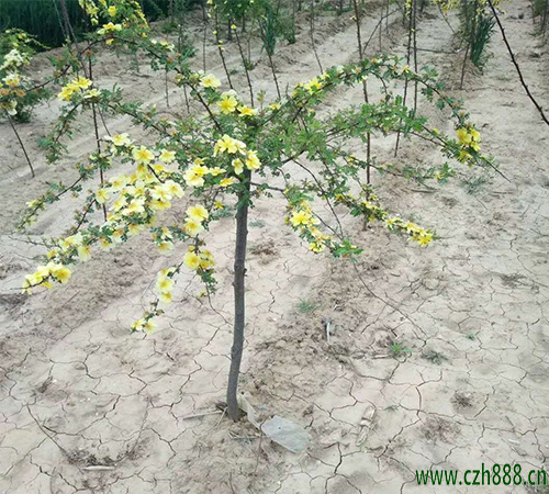 黃刺玫有哪些病蟲害？ 黃刺玫的病蟲害防治方法