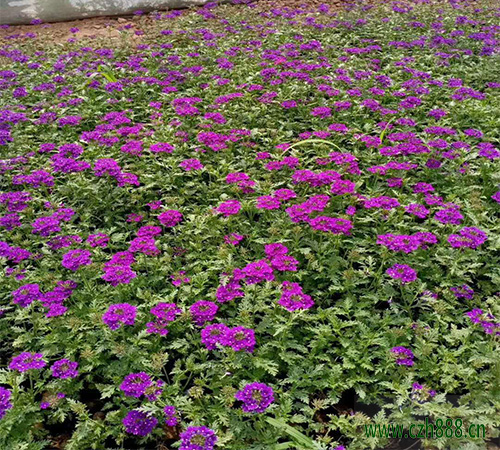 美女櫻的花期一般會持續多久？