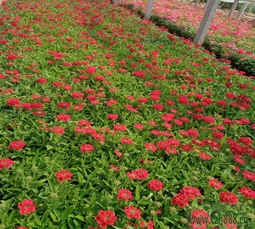 美女櫻的花期一般會持續多久？