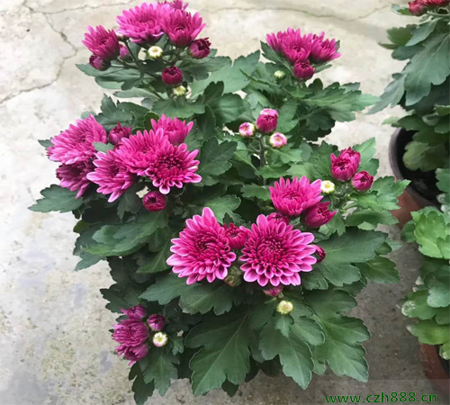 荷蘭菊什么時候播種比較合適？