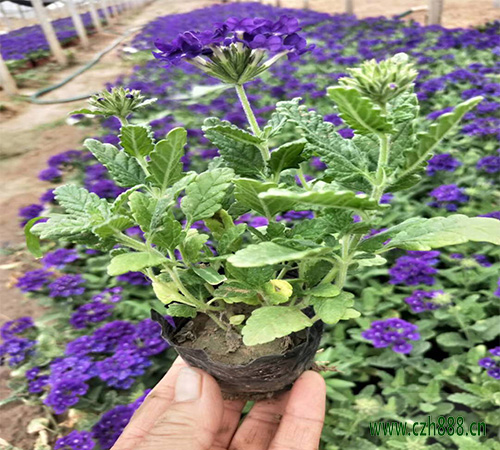 荷蘭菊會不會養殖？ 養殖方法和養護要點