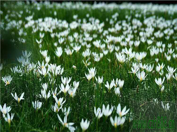 蔥蘭養(yǎng)殖方法有哪些？蔥蘭養(yǎng)殖注意事項(xiàng)