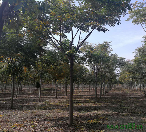 欒樹果實有藥用價值嗎？ 欒樹果實的藥用價值