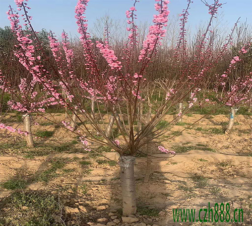 梅花為什么不開花？ 梅花多久才開花？