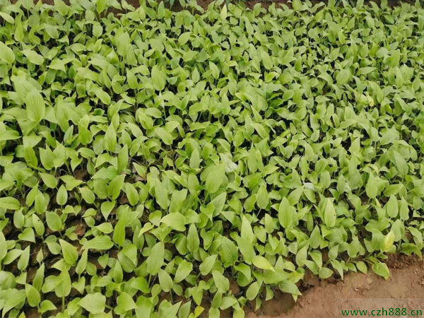 白花松的養殖方法介紹,看看白花松注意事項的地方