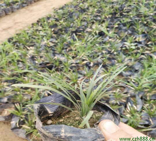 矮麥冬如何養(yǎng)植？ 矮麥冬的養(yǎng)植方法和注意事項(xiàng)