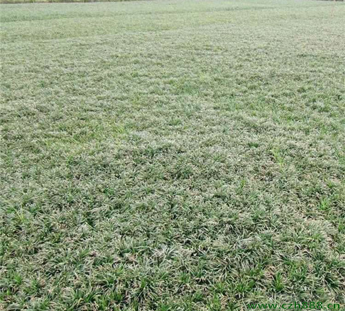 矮麥冬如何養(yǎng)植？ 矮麥冬的養(yǎng)植方法和注意事項(xiàng)