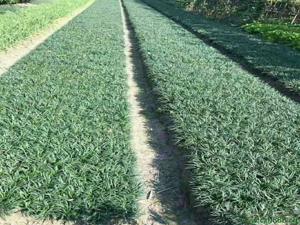 矮麥冬如何養(yǎng)植？ 矮麥冬的養(yǎng)植方法和注意事項(xiàng)