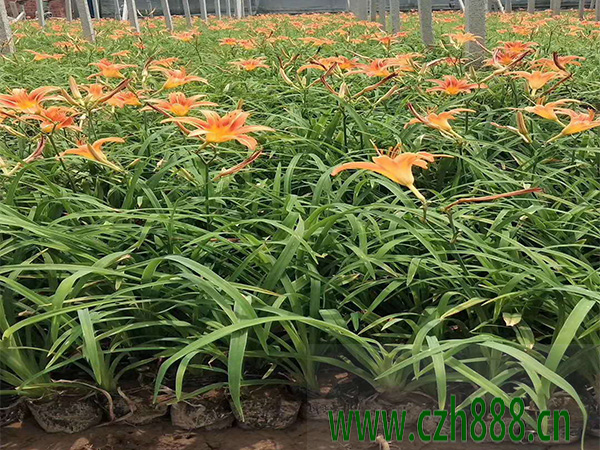 夏天可以種大花萱草嗎？ 夏天種植大花萱草的注意事項