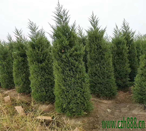 塔柏怎么澆水才合適？ 塔柏多久澆一次水？