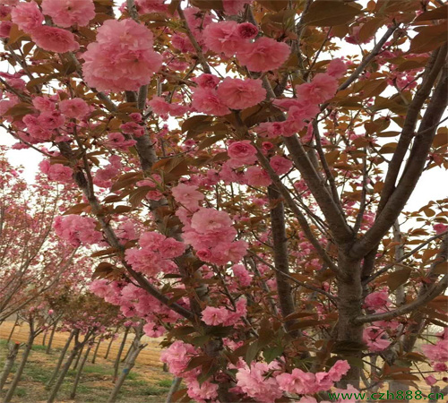 紅梅樹好不好養(yǎng)殖？看看這些養(yǎng)殖方法