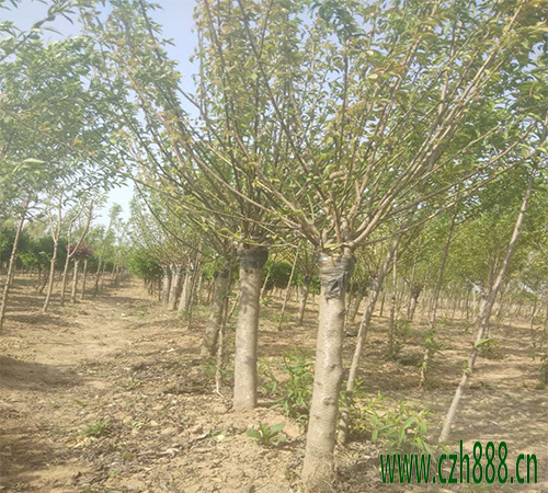 紅梅秋季如何養護？要注意哪些細節