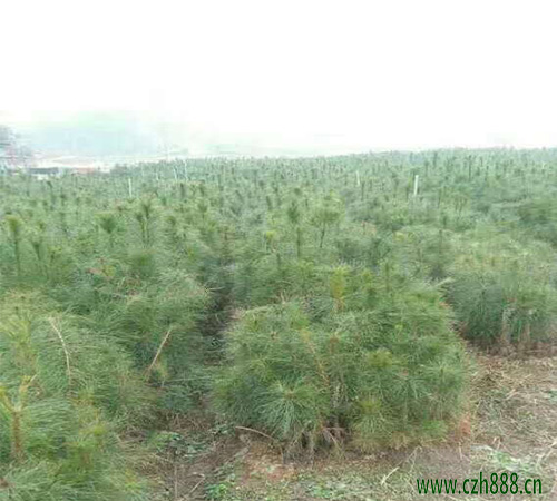 側柏苗養殖方法介紹，側柏苗如何養護