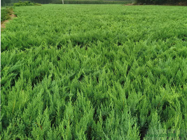 沙地柏一般在什么季節(jié)開花？