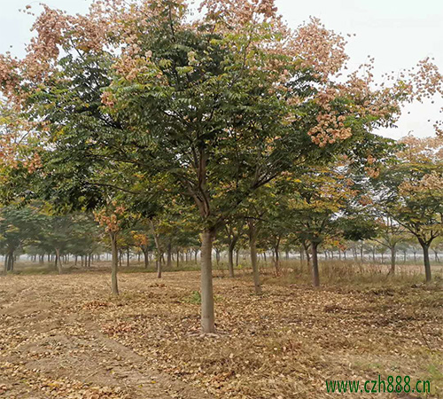 欒樹什么時節開花？ 欒樹的基本特征