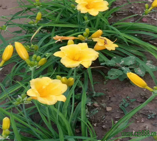 金娃娃萱草養護管理和注意事項  金娃娃萱草培育方法