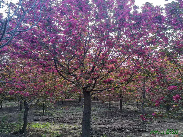 紅寶石海棠的的基本特性  紅寶石海棠繁衍方法
