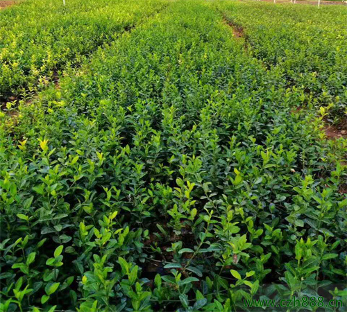 扶芳藤的花期是好久呢？ 扶芳藤的生長(zhǎng)要求