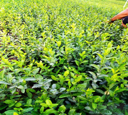 扶芳藤的花期是好久呢？ 扶芳藤的生長(zhǎng)要求