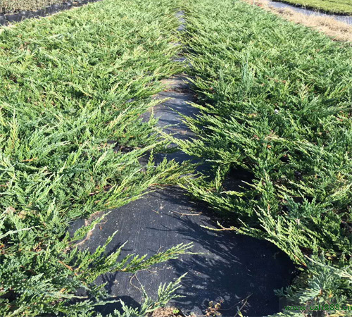 鋪地柏的養植方法和注意事項  養植鋪地柏要注意排水