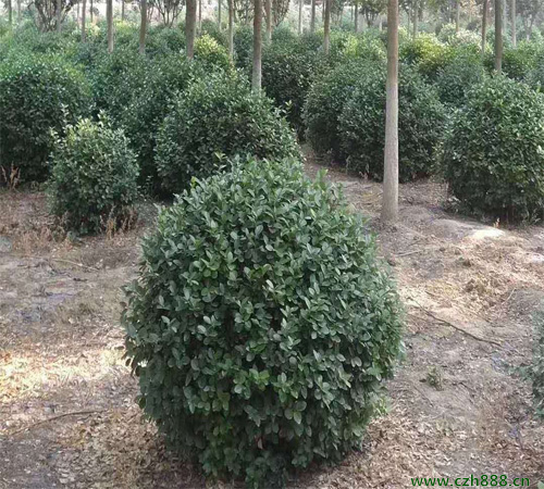 衛矛球什么時候開花？ 衛矛球的養護技巧