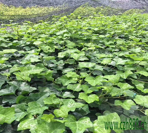 常青藤一般開花是什么時候？對溫度有什么要求