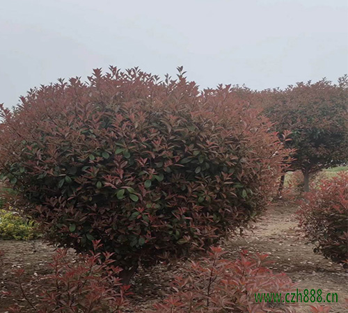 紅葉石楠能開花嗎？ 紅葉石楠幾月開花？