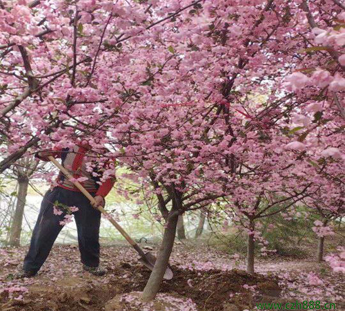 垂絲海棠的種植方法 垂絲海棠種植的注意事項