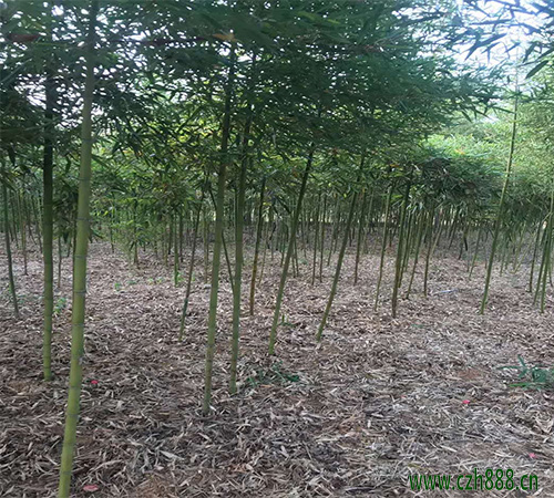 雷竹的產量如何？ 雷竹一般產量是多少？