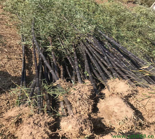 紫竹的種植方法和注意事項 紫竹的病蟲害防治