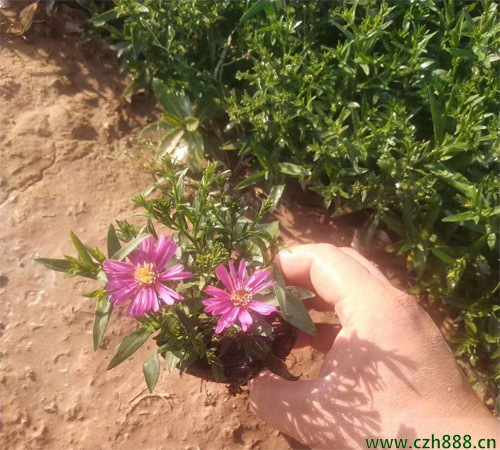 怎么養(yǎng)好荷蘭菊？ 荷蘭菊養(yǎng)植的建議