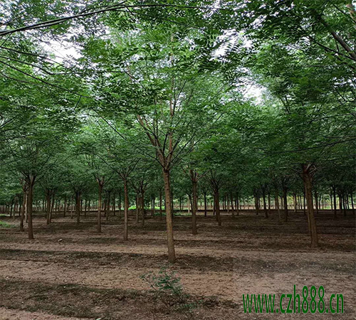 國槐怎么養護才能長得好？ 國槐的養護方法