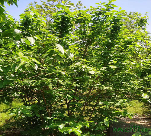 臘梅夏天可以養植嗎？ 臘梅夏天養植的方法和注意事項