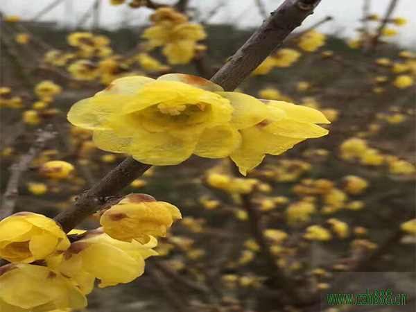 臘梅夏天可以養植嗎？ 臘梅夏天養植的方法和注意事項