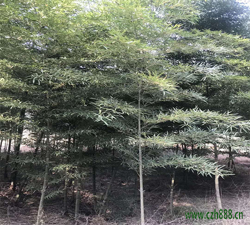 毛竹在哪個(gè)季節(jié)種植合適？ 毛竹種植留意哪幾點(diǎn)？