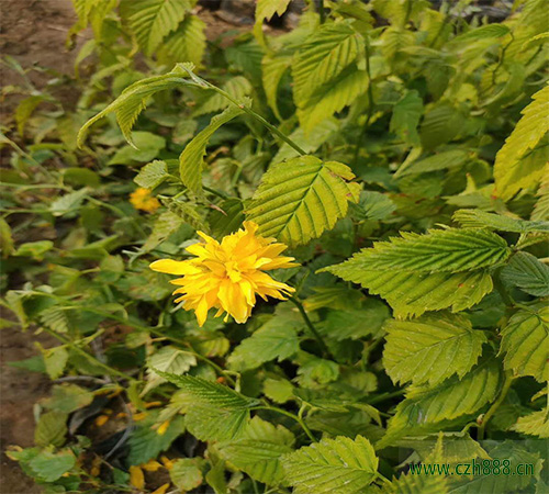 棣棠冬天能不能移栽？一起來看看