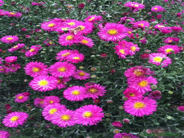 荷蘭菊的最佳種植時間是好久？ 荷蘭菊的種植建議