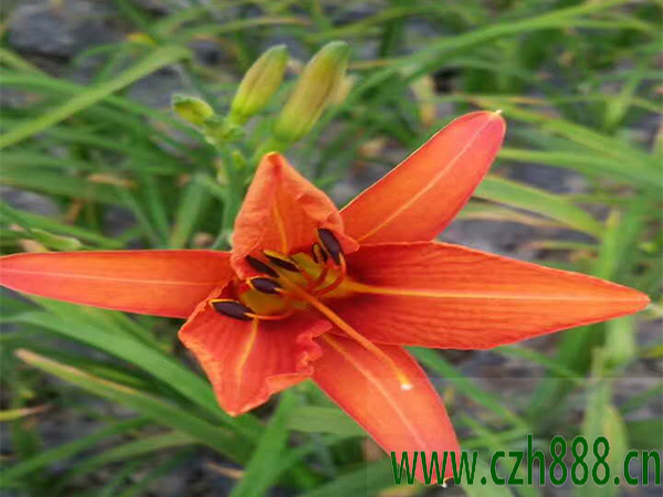 大花萱草什么時間分株最好？ 大花萱草分株后需要注意的地方？