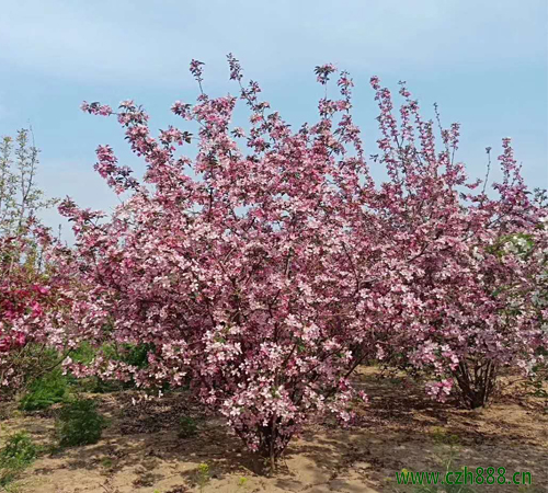 海棠的養植留意事項和養植方法  海棠的病蟲害防治