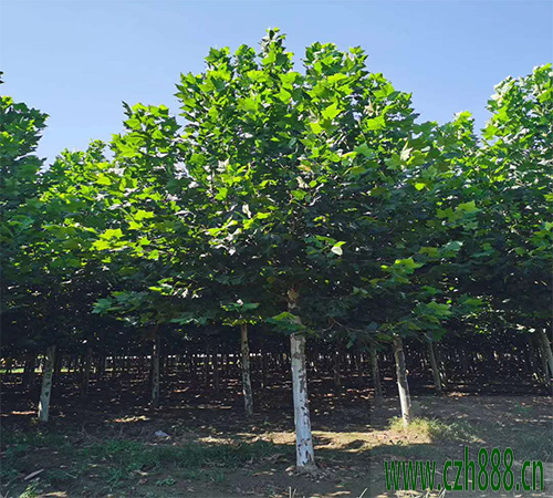 法桐的栽種和養護方法  法桐移栽方法