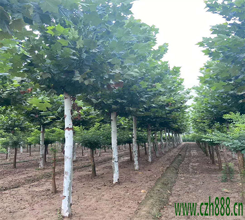 法桐的栽種和養護方法  法桐移栽方法